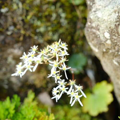 庭の9月の草花の写真