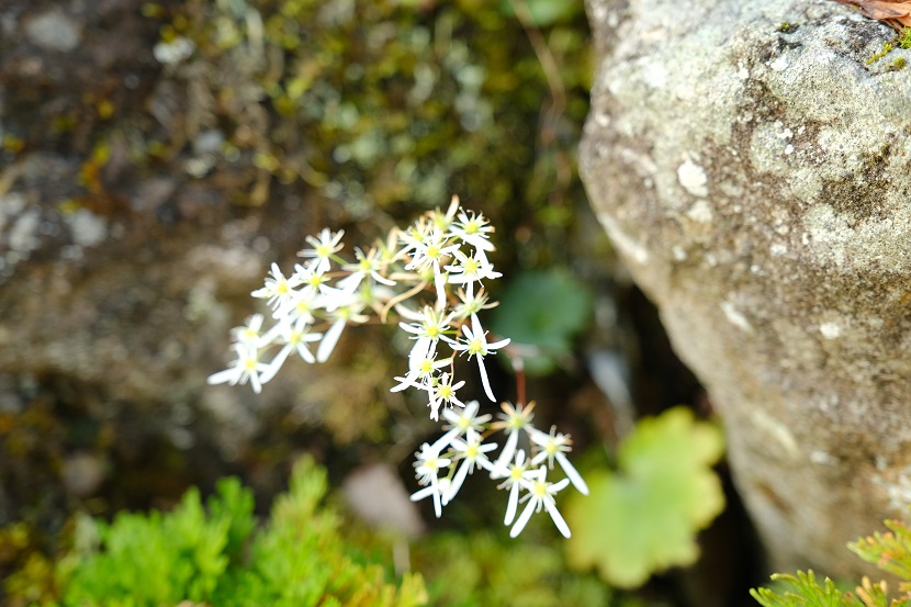 庭の9月の草花の写真