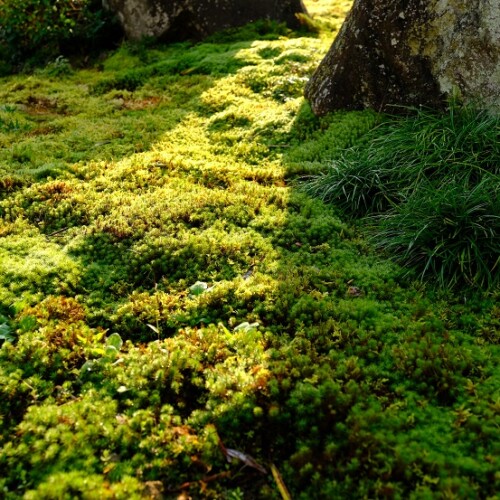 庭の9月の草花の写真