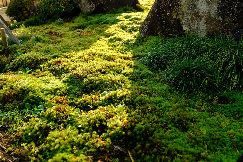 庭の9月の草花の写真