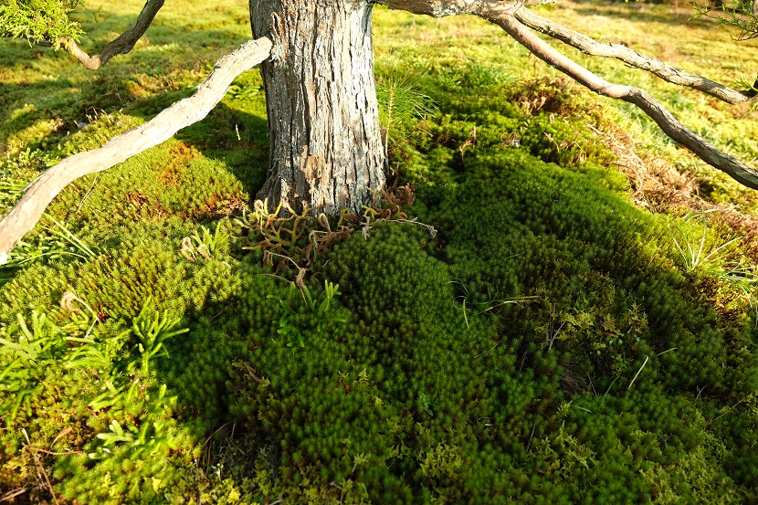 庭の九月の風景写真