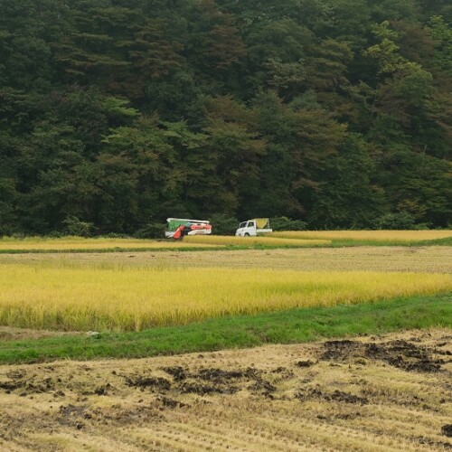 稲刈りの風景写真