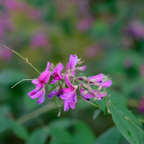 毛越寺の萩の花の写真