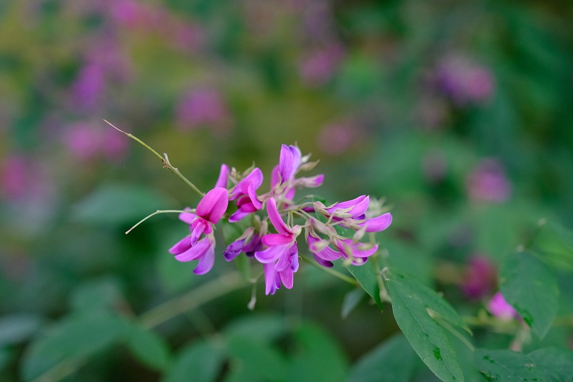 毛越寺の萩の花の写真