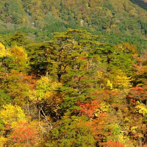 鳴子峡の紅葉の写真