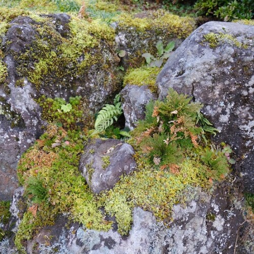 10月の庭のコケとイワヒバの写真