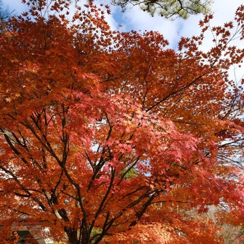 世界遺産奥州平泉毛越寺の紅葉の写真