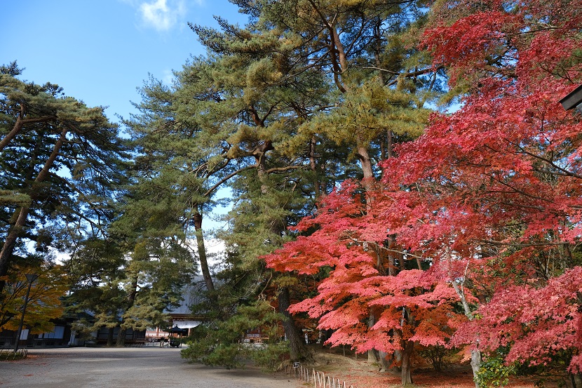 毛越寺の紅葉の写真