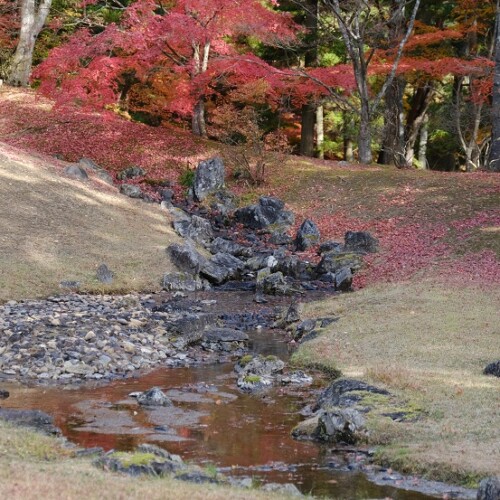 世界遺産奥州平泉毛越寺の紅葉の写真