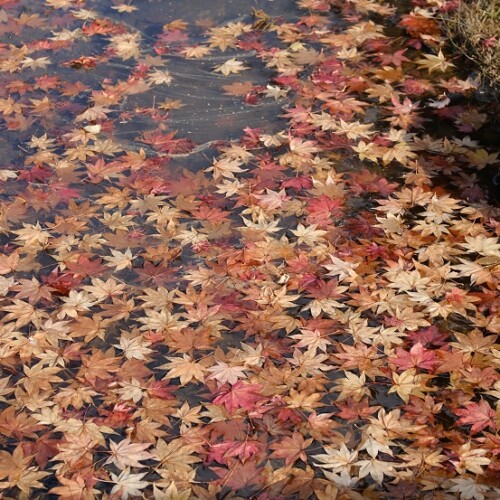 世界遺産奥州平泉毛越寺の紅葉の写真