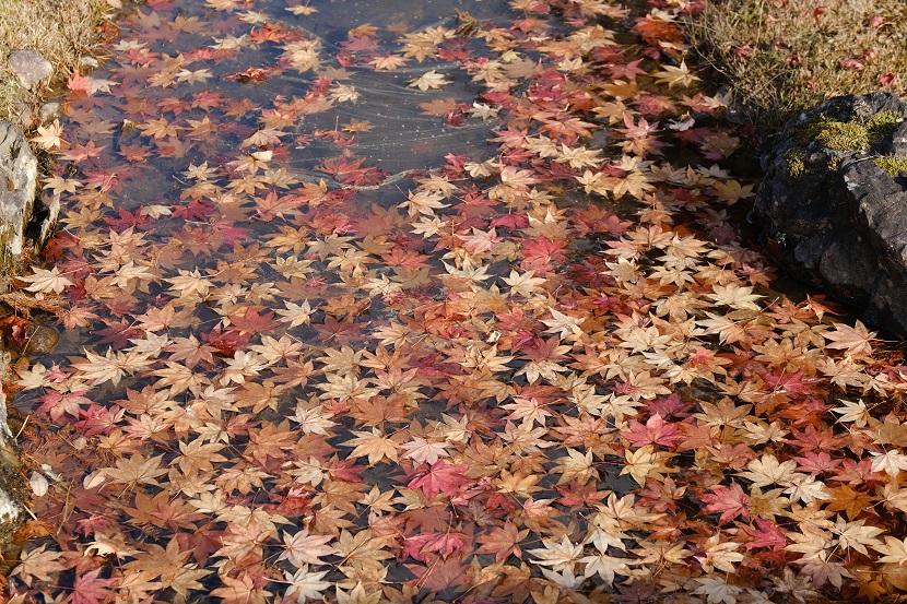 世界遺産奥州平泉毛越寺の紅葉の写真