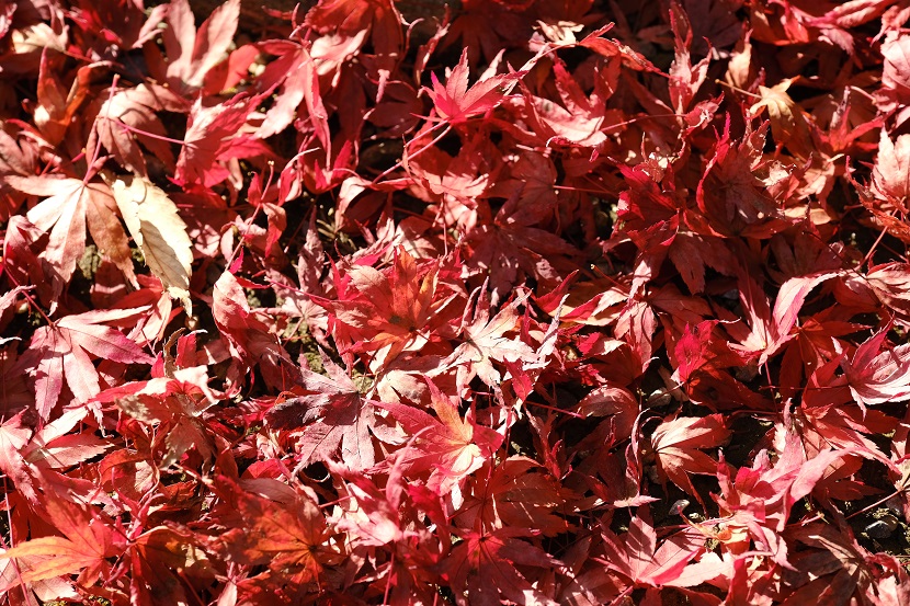 毛越寺の紅葉の写真