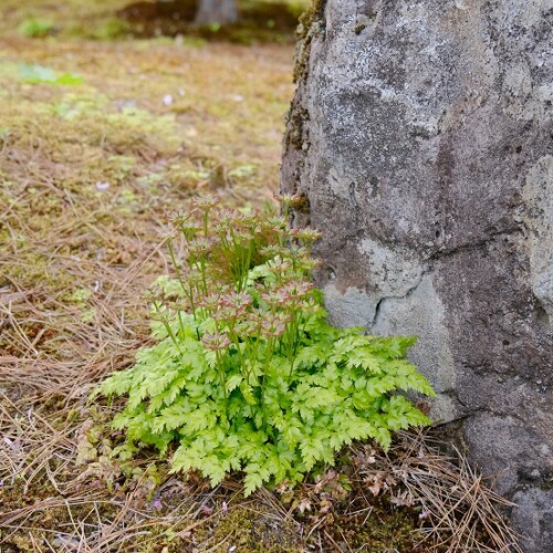 庭の草花の写真