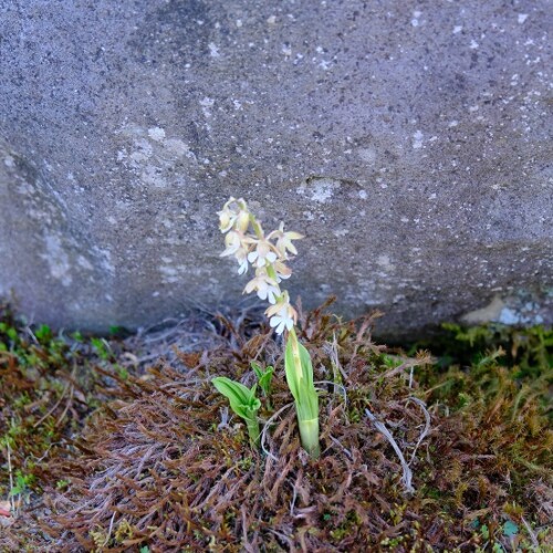 庭のエビネ蘭の花の写真