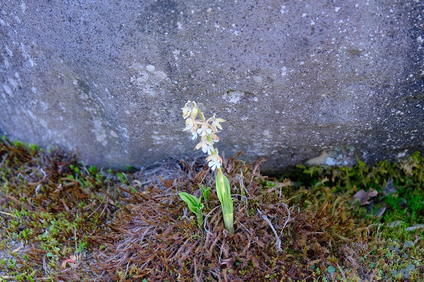 庭のエビネ蘭の花の写真