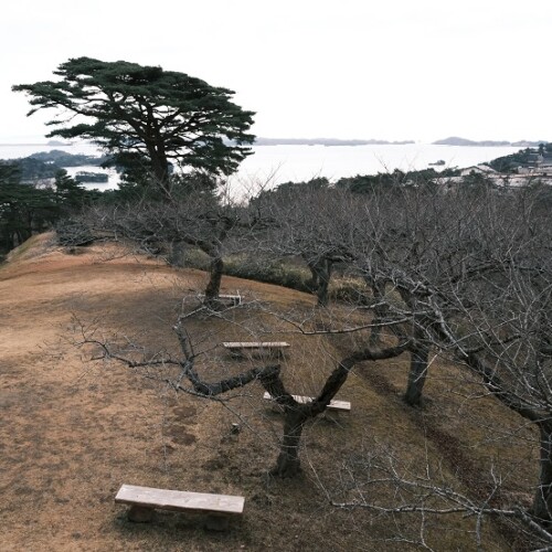 松島西行戻しの松公園の12月の風景