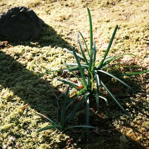 松島円通院の1月の風景写真