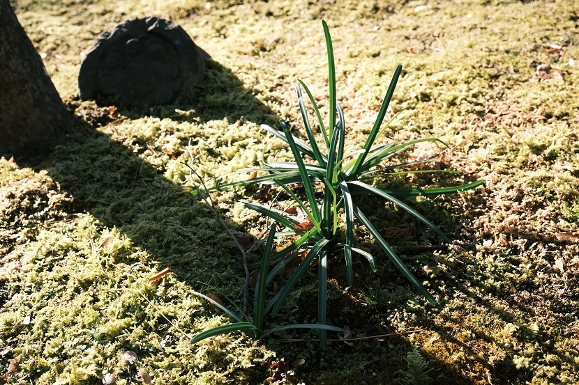 松島円通院の1月の風景写真