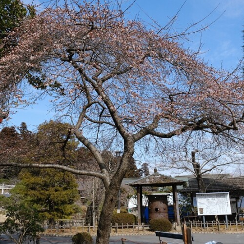 2月の塩釜神社の写真