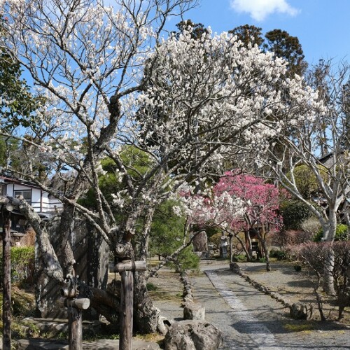 松島円通院付近の桜の写真