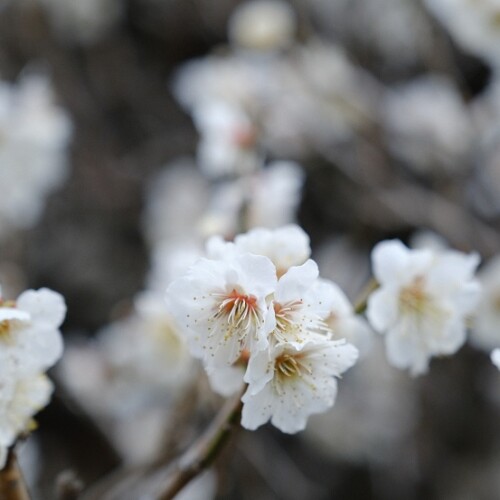 松島円通院付近の桜の写真