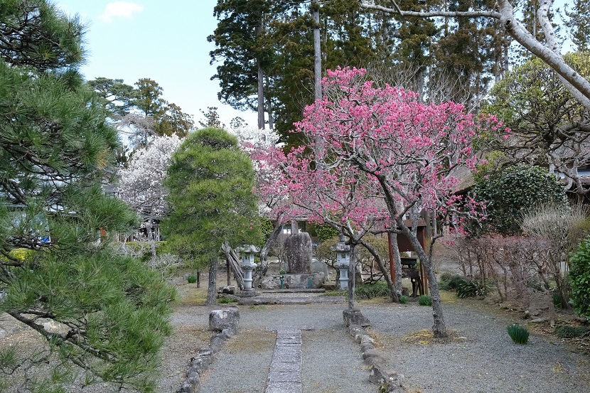 松島円通院脇の桜の花の写真です！