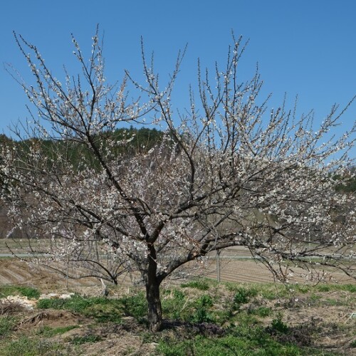 家の梅の木の花