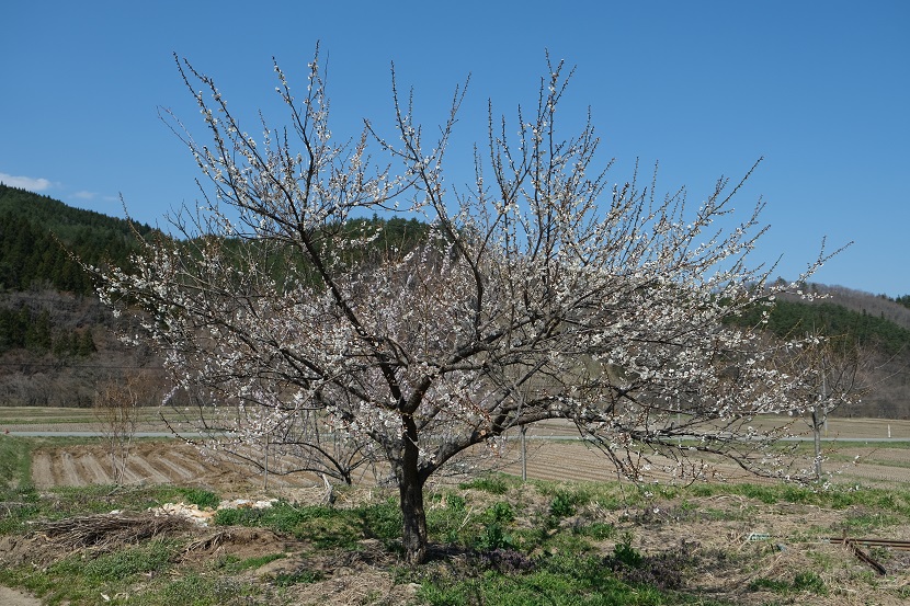 家の梅の木の花