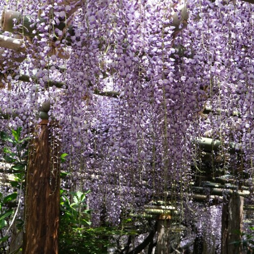 子平町のフジの写真