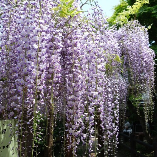 子平町のフジの写真