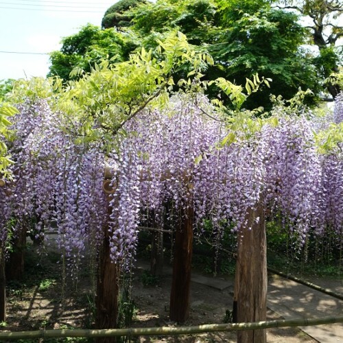 子平町のフジの写真