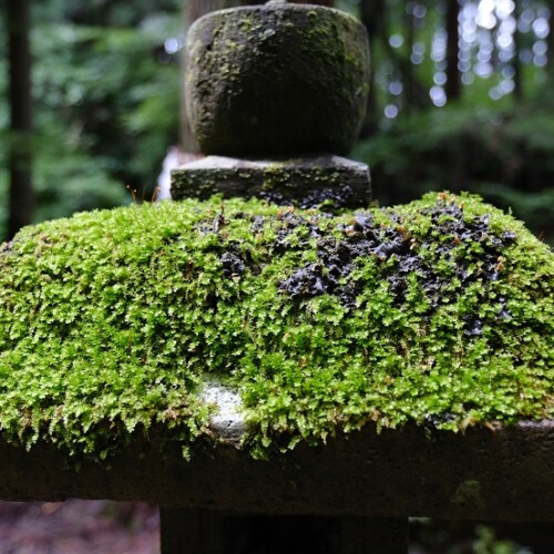 小僧滝横の神社の風景写真