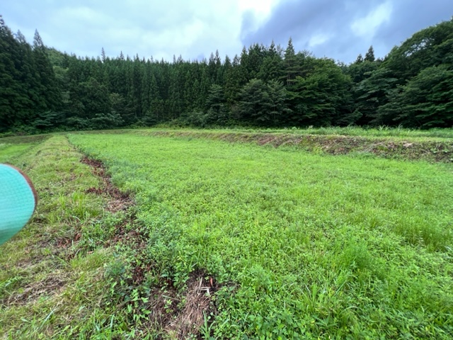 減反の耕作放棄地草刈り前