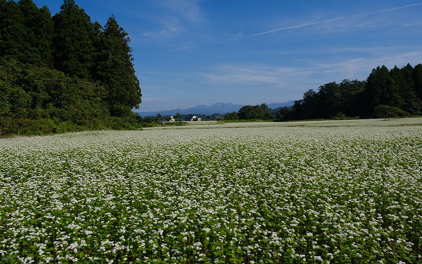 山形県の蕎麦畑の写真