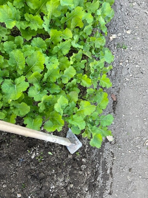 苗を仮植の床から抜く風景写真。