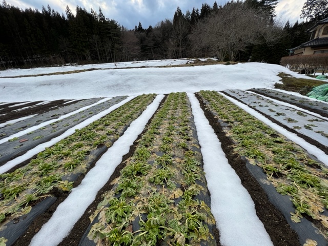 蕾菜の雪の下の表情