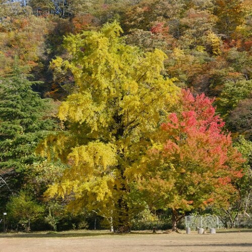 イチョウの木の写真