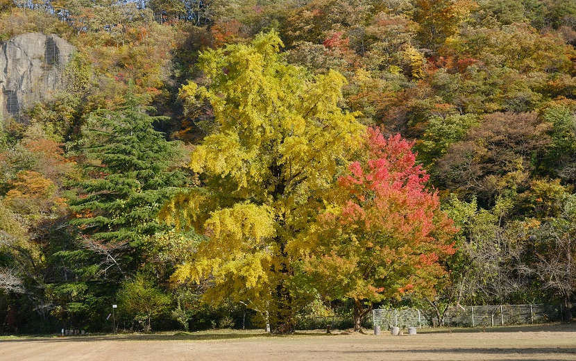 イチョウの木の写真