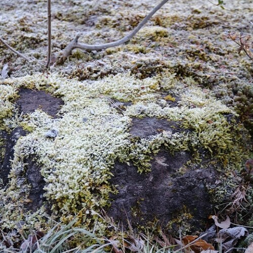 庭の苔の風景写真