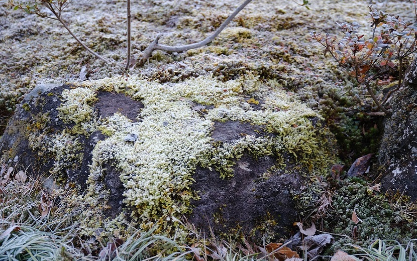 庭の苔の風景写真