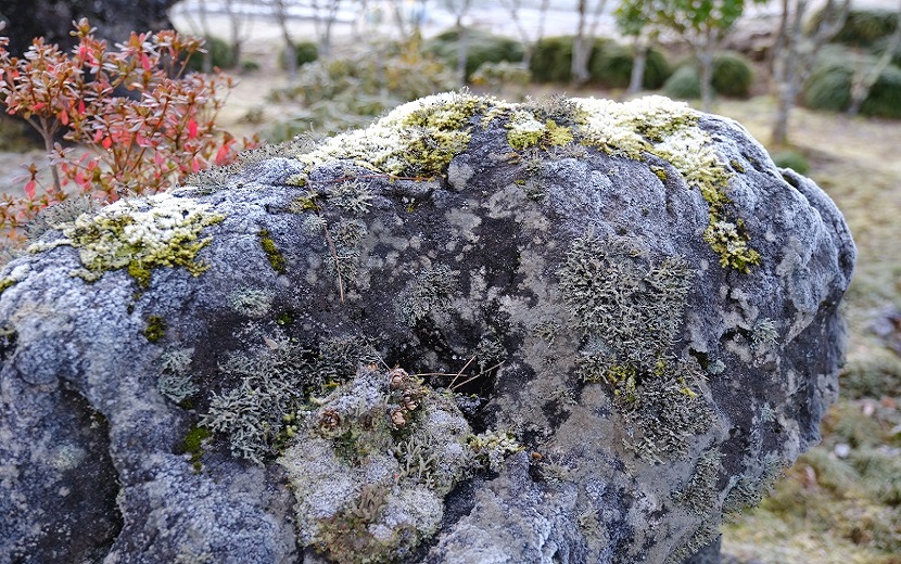 12月の苔石の霜が降りた写真