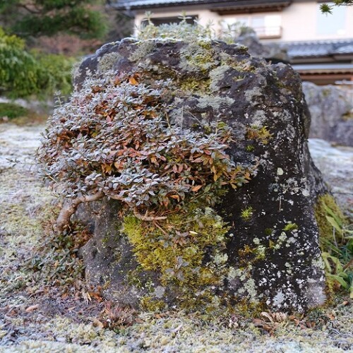 庭の苔の12月の風景写真