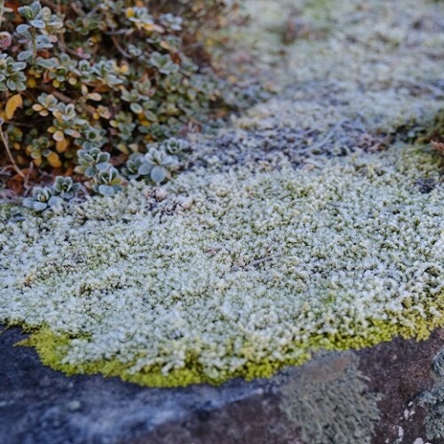 12月の庭の苔の風景写真