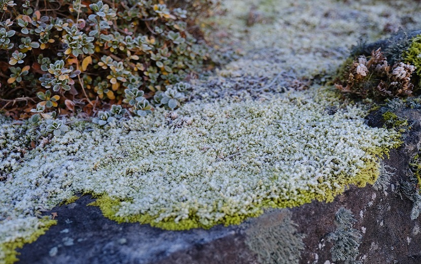 12月の庭の苔の風景写真