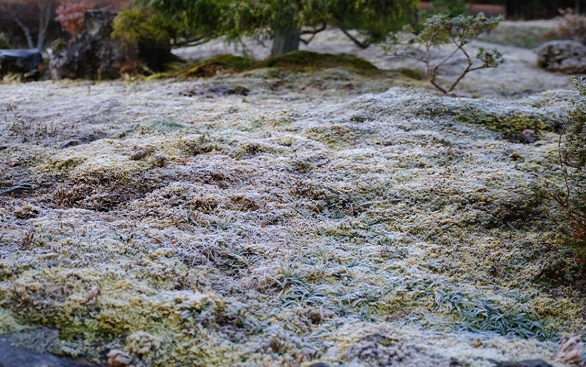 庭の苔の12月の霜が降りた写真画像