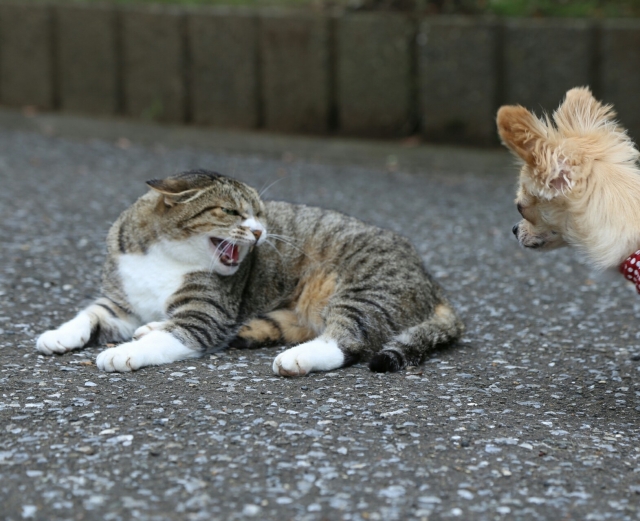 逆鱗してる猫の表情