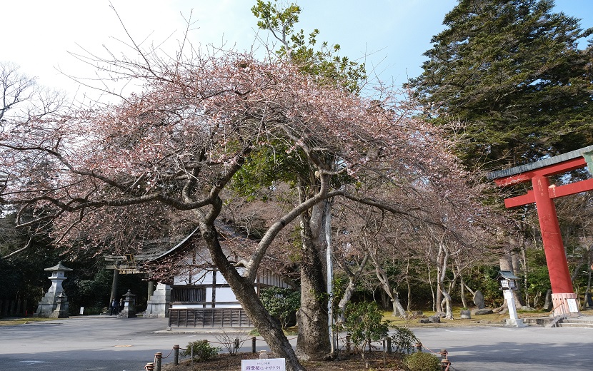 塩釜神社の一足早い小さな桜の写真