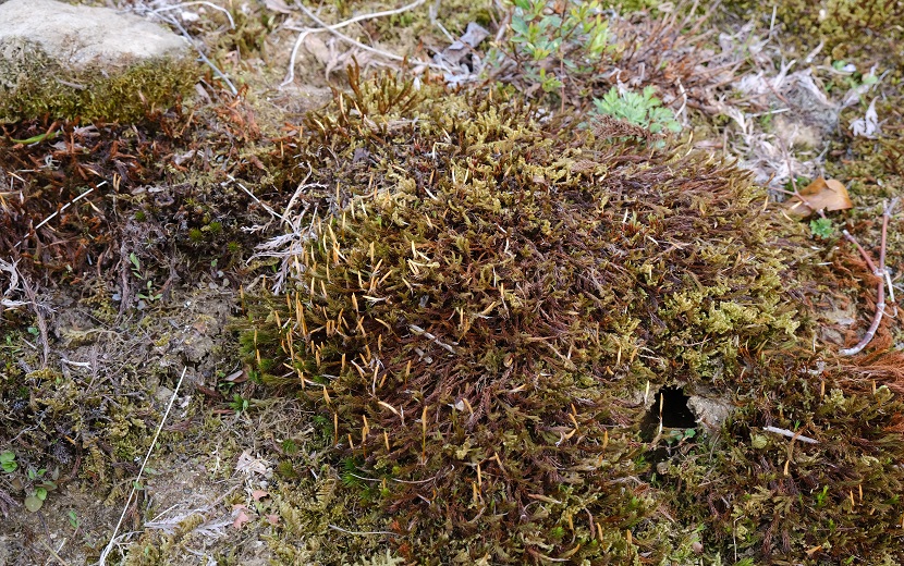 庭の杉苔の春の写真