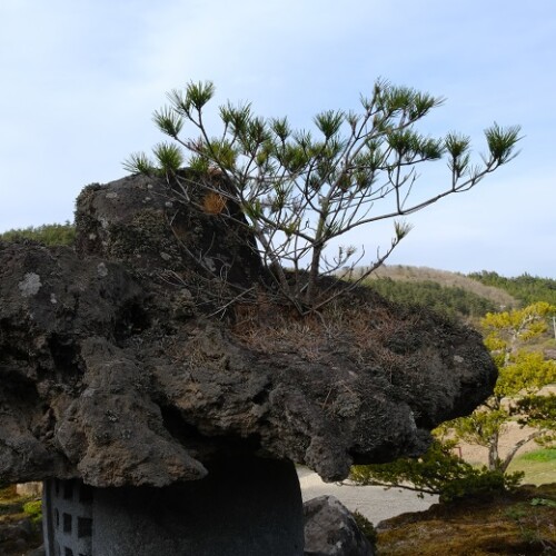 庭の灯籠に生えた松の写真