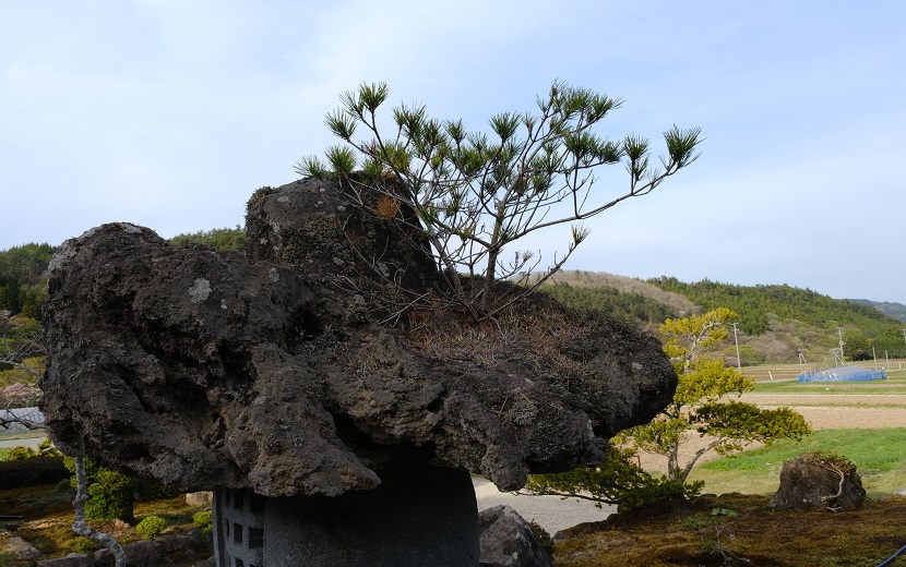 庭の灯籠に生えた松の写真